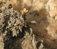 Cyphoderus similis thumbnail 4