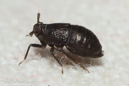 Pissonotus niger