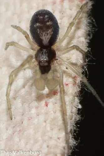 Emblyna hentzi