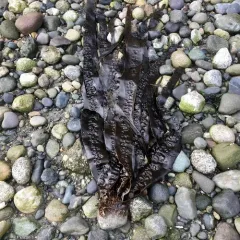 Sugar Kelp thumbnail 2