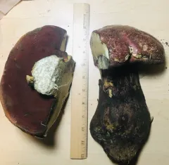 Red-pored Bolete thumbnail 2