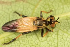Eudioctria albius thumbnail 2