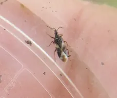 Anthocoris musculus thumbnail 3