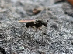 Peloropeodes cornutus thumbnail 3