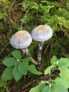 Cortinarius anomalovelatus thumbnail 2