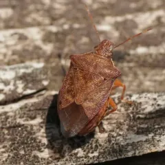 Podisus brevispinus thumbnail 4
