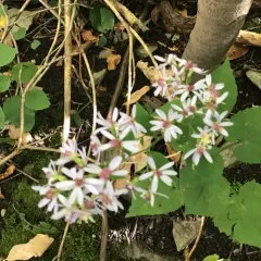 Common Blue Wood Aster thumbnail 4