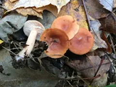 Eye Spot Milky thumbnail 2