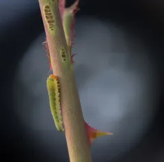 Curled Rose Sawfly thumbnail 4