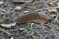 Spanish Slug thumbnail 2