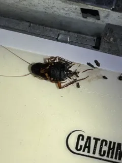 Turkestan Cockroach thumbnail 4