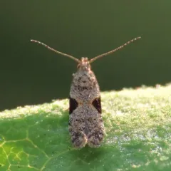 Aristotelia isopelta thumbnail 4