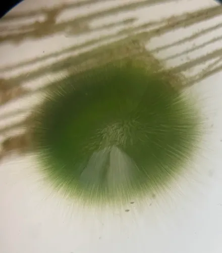 Gloeotrichia pisum