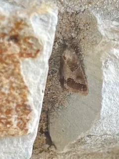 Thoreau's Flower Moth thumbnail 3