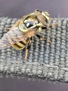 Striped Bromeliad Fly thumbnail 4