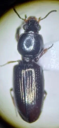Dyschirius montanus