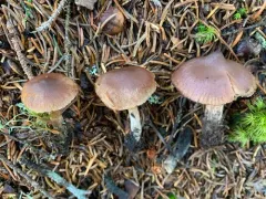 Cortinarius glandicolor thumbnail 3