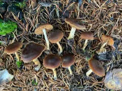 Cortinarius laetus thumbnail 3