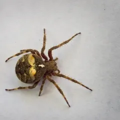 Fierce Orbweaver thumbnail 4