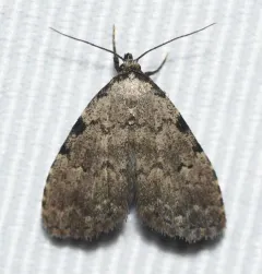 Spot-edged Dyspyralis Moth thumbnail 3