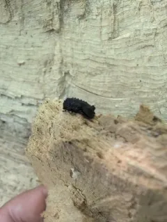 Bolitophagus corticola thumbnail 3
