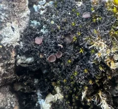 Eyed Mossthorns Lichen thumbnail 4