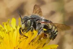 Scurfy Pea Carder Bee thumbnail 3