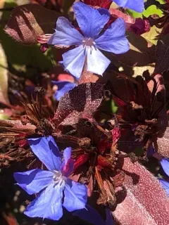 blue leadwort thumbnail 3