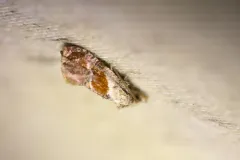 Cochylichroa viscana thumbnail 4