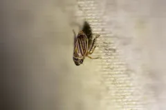 Anoscopus flavostriatus thumbnail 4
