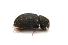 Dialytes ulkei thumbnail 3