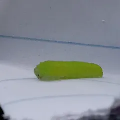 columbine sawfly thumbnail 1