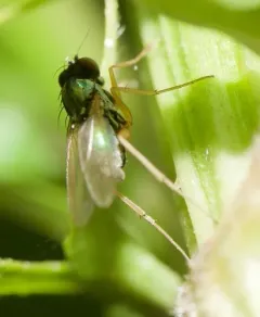 Medetera aberrans thumbnail 4