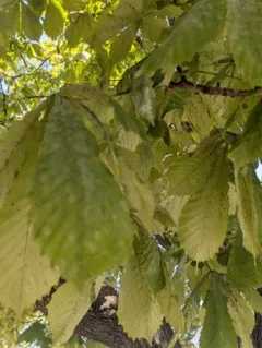 Horse-Chestnut Powdery Mildew thumbnail 2