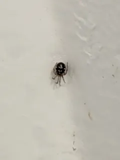 White-spotted False Widow thumbnail 4