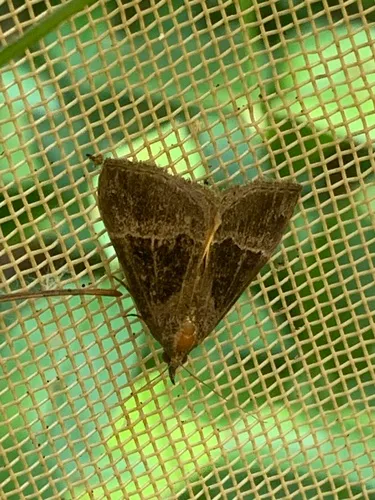 Hypena opulenta