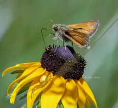 Dakota Skipper thumbnail 4