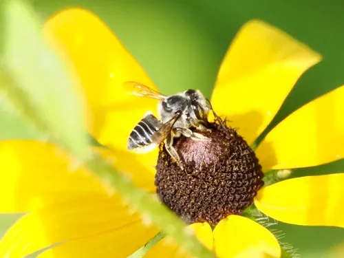 Petulant Leafcutter Bee