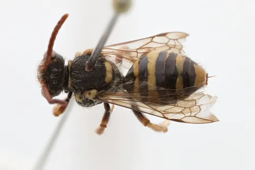 Round-tailed Nomad Bee