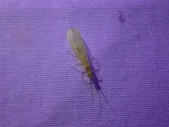 Least Sallfly thumbnail 2