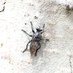 Pogonosoma ridingsi thumbnail 3