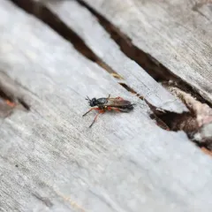 Red-legged Laphria thumbnail 4