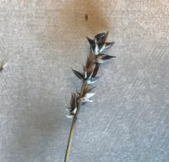 Spiked Sedge thumbnail 3
