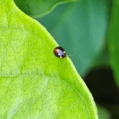 Red-sutured Marsh Beetle thumbnail 3