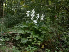 Scented hosta thumbnail 4