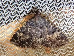 Diabolical Fungus Moth thumbnail 3