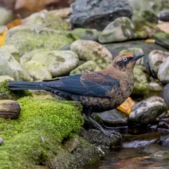 Rusty Blackbird thumbnail 4