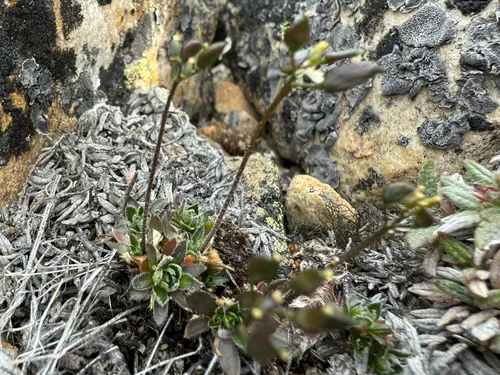 Small-flowered Draba