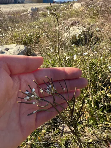 Arctic False Fissurewort