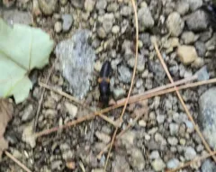 Red-spotted Rove Beetle thumbnail 4